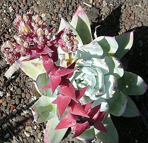 Dudleya brittonii (27099736903)