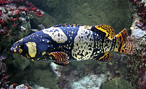 Epinephelus lanceolatus young