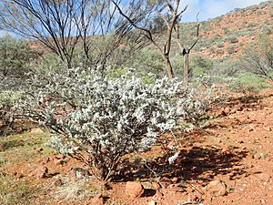 Eremophila conferta (habit).jpg