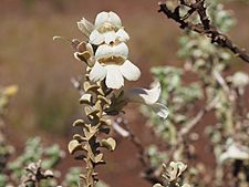 Eremophila rigida (flower detail)