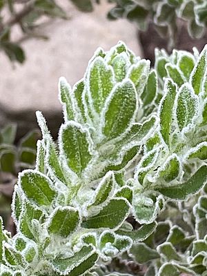 Eremophila subflocossa close-up foliage