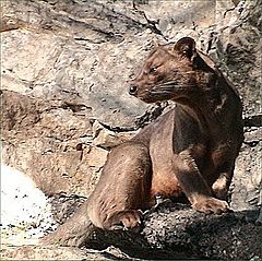 Fossa.jpg