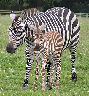 Grant's Zebra and foal