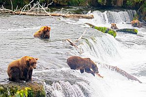 Grizzly Bears