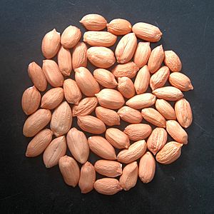 Groundnut kernel