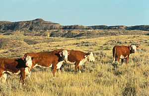 Hereford cattle