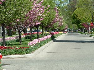 Holland MI Tulips 03