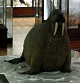 Horniman Museum walrus