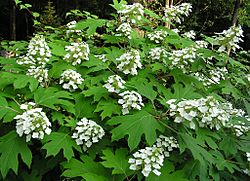 Hydrangea quercifolia4normanack