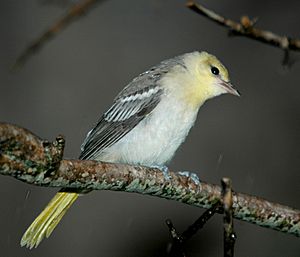 Icterus bullockii.jpg