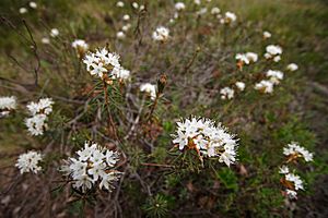 Labrador tea I 551350802