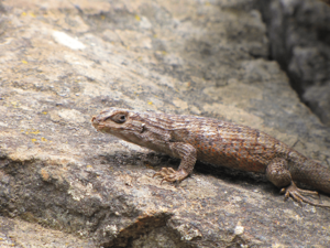 Liolaemus nitidus-La Campana.png