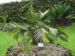 Macrozamia riedlei Furnas 2015 (02)