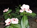 Madagascar periwinkle bdl2