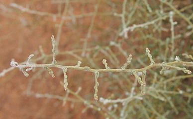 Maireana aphylla stems