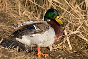 Mallard male