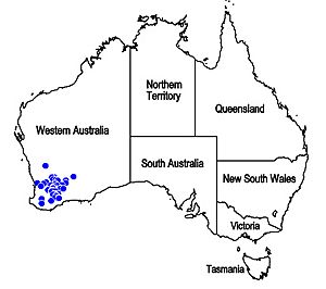 Map.Dicrastylis corymbosa.jpg