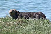 Marsh lounging (15085860020).jpg