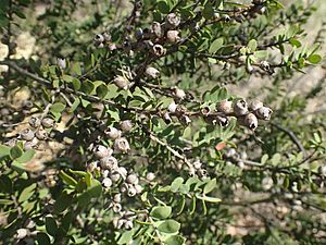 Melaleuca cheelii foliage.jpg