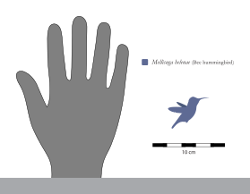 Mellisuga helenae Size Comparison