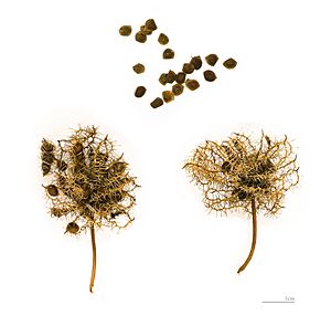 Mimosa pudica MHNT.BOT.2004.0.0.495