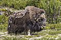 Muskox (Ovibos moschatus) male Dovrefjell 4.jpg