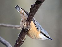 Nuthatch (Sitta europaea) (13).JPG