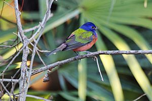 Painted Bunting Okeeheelee