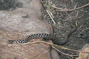 Pantherophis ramspotti 94392759.jpg