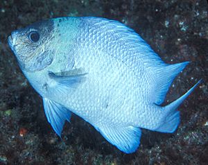 Parma kermadecensis (Kermadec scalyfin)