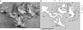 Pegomastax holotype with diagram