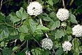 Physocarpus opulifolius USFWS