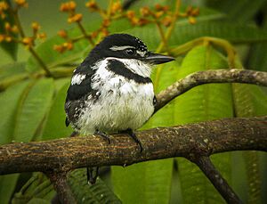 Pied Puffbird - Ecuador.jpg