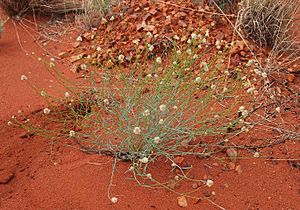 Ptilotus schwarzii var schwarzii habit.jpg