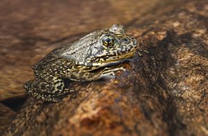 Recovered Mountain yellow-legged frog