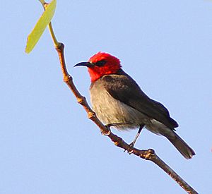 Red-headed Honeyeater.jpg