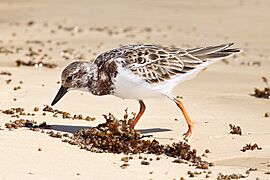 Ruddy-Turnstone-Floreana