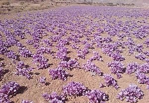 Saffron Field