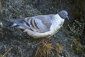 Snow-Pigeon Nathang Valley Sikkim 13.05.2014.jpg