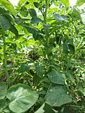 Solanum tuberosum Sharpes Express (03).jpg