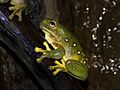 Splendid tree frog 2