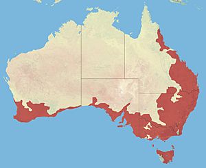 Spotted Pardalote Range.jpg