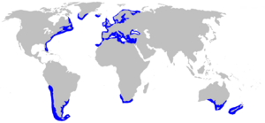 Squalus acanthias distmap.png