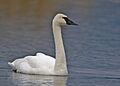 Trumpeter Swan - natures pics 2