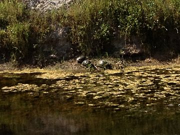 Turtles in Ten Mile Canal