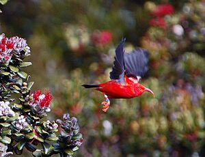 Vestiaria coccinea flying in Hawaii