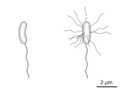 Vibrio diagram