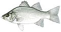 White Bass.jpg