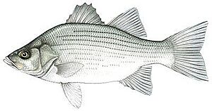 White Bass.jpg