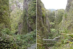 Windy Canyon Great Barrier Isl